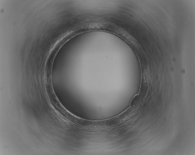 X0000076220722200610191532