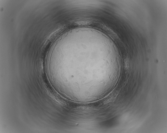 X0000076220733200610191532