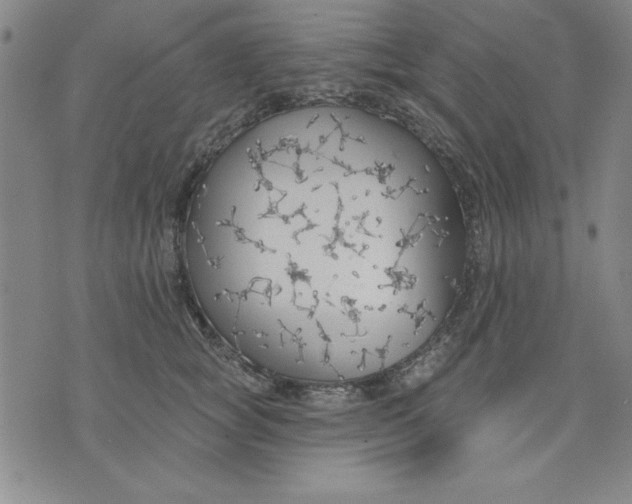 X0000076220757200610191532