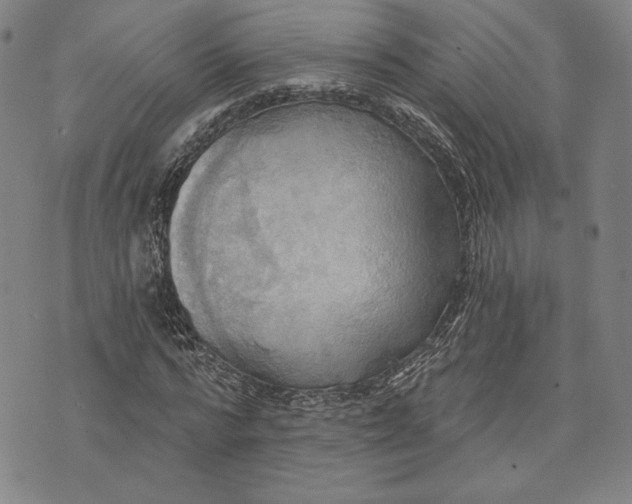 X0000076220776200610191532