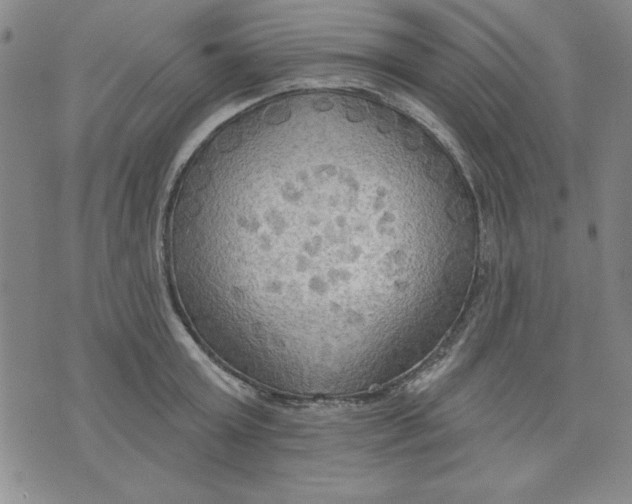 X0000076220803200610191531