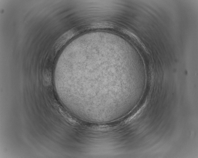 X0000076220833200610191530