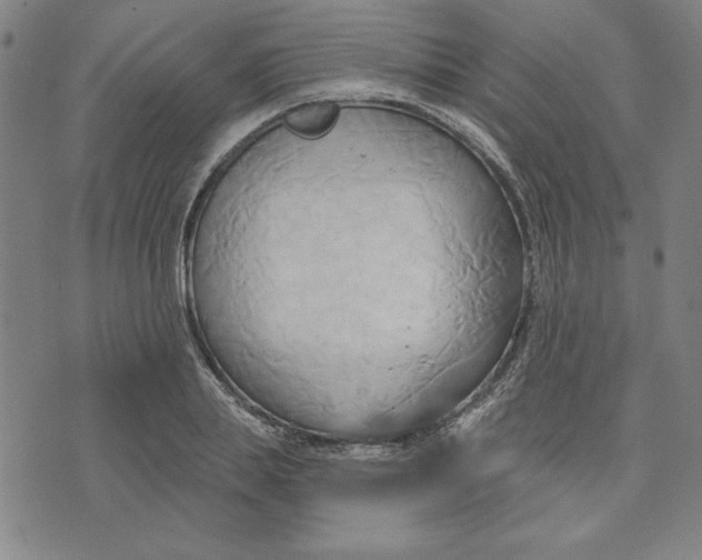 X0000076220839200610191531