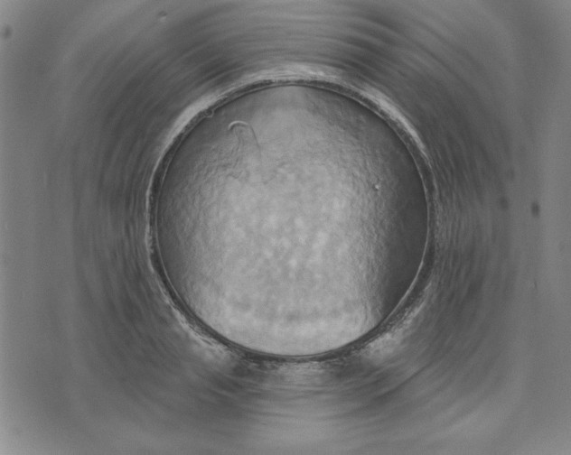 X0000076220845200610191531