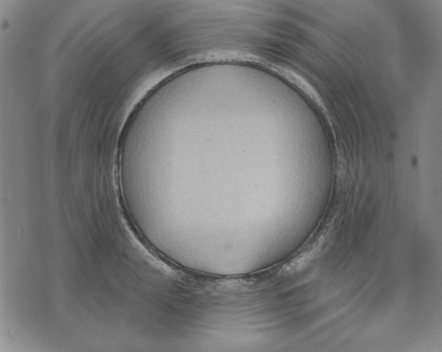 X0000076220847200610191531