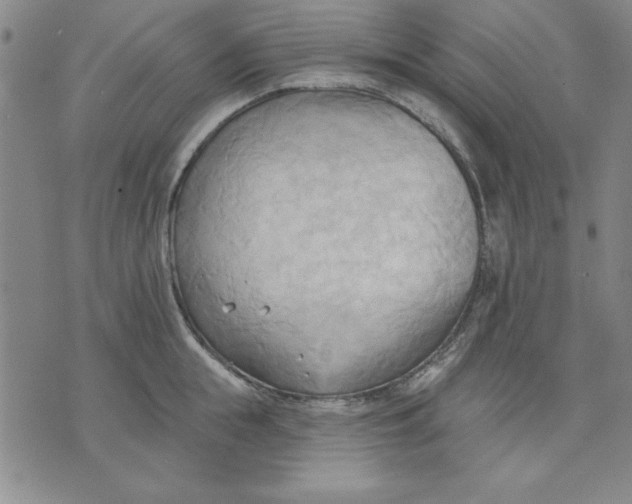 X0000076220855200610191531