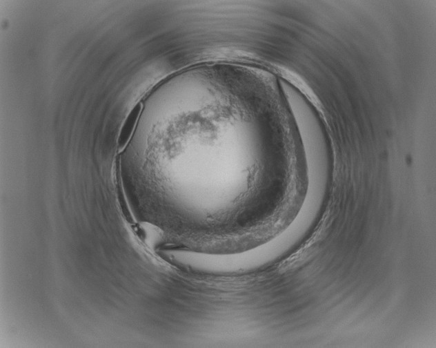 X0000076220946200610191529