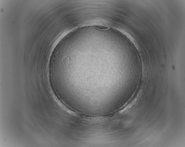 X0000076220949200610191529