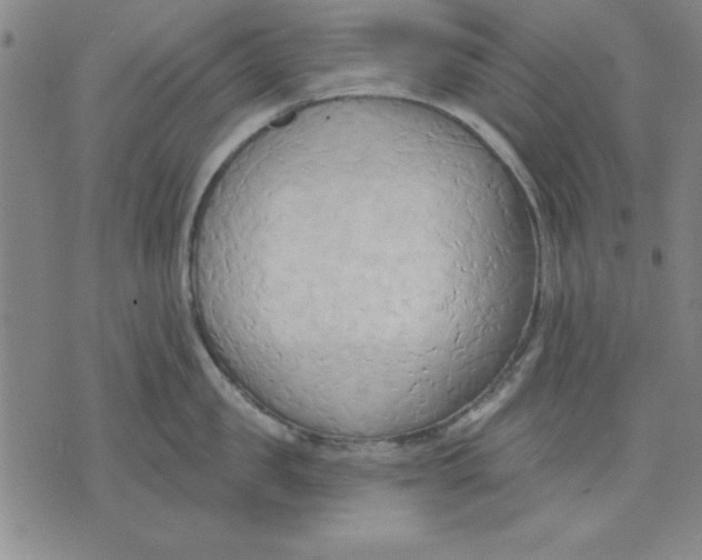 X0000076220957200610191529