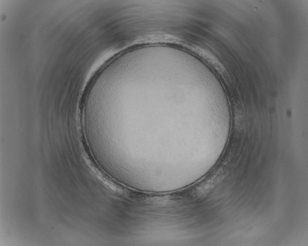 X0000076220990200610191528