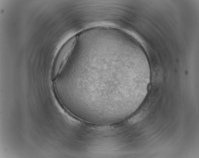 X0000076220999200610191528