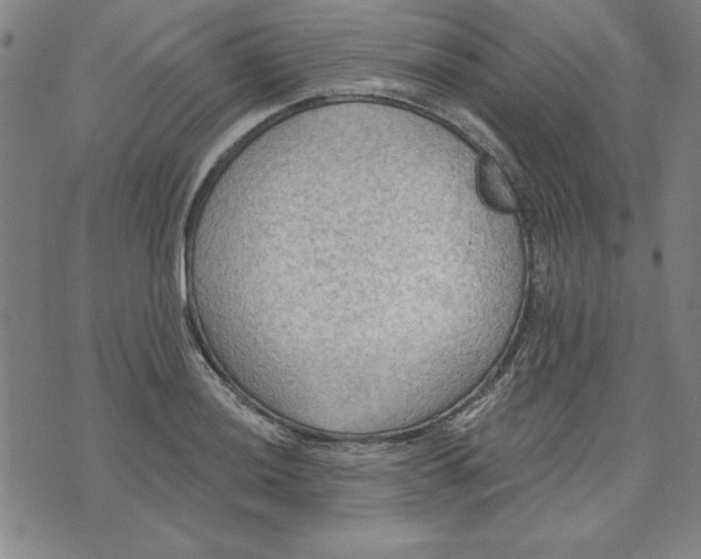 X0000076221036200610191527