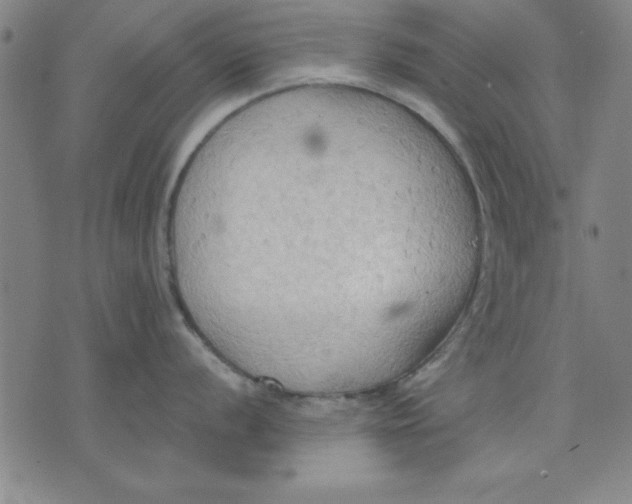 X0000076221056200610191528