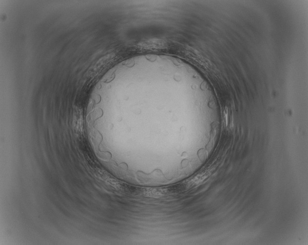 X0000076221251200610191524