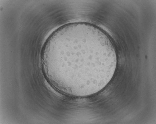 X0000076221468200610191520