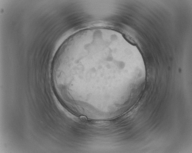 X0000076221483200610191520