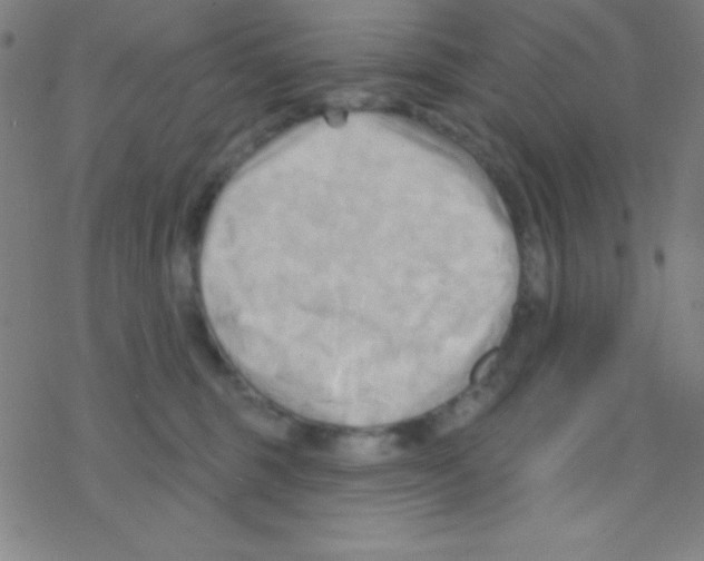 X0000076220375200611012109