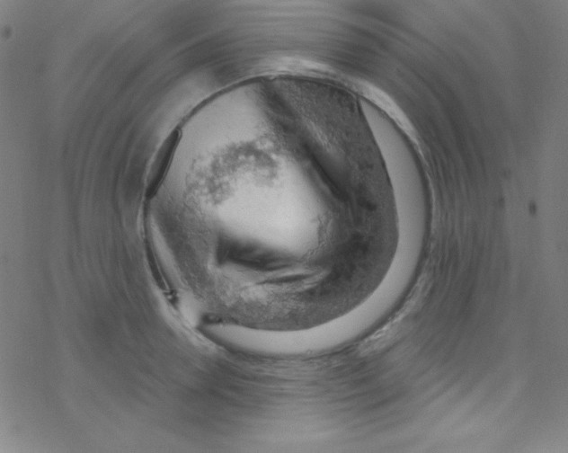 X0000076220946200611012100