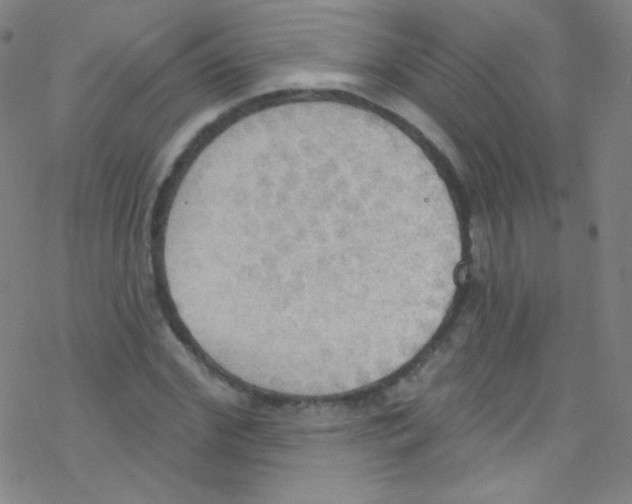 X0000076220972200611012059
