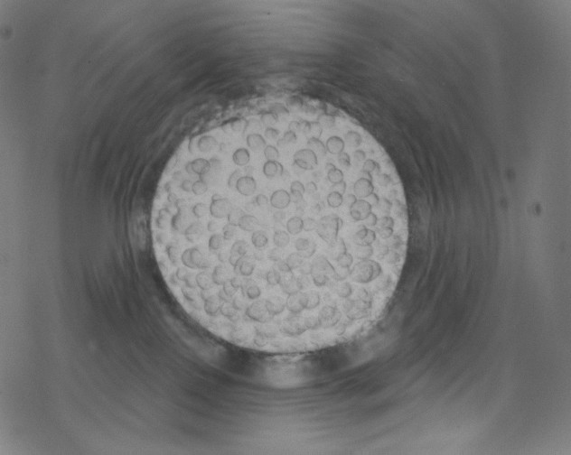X0000076220090200611161010