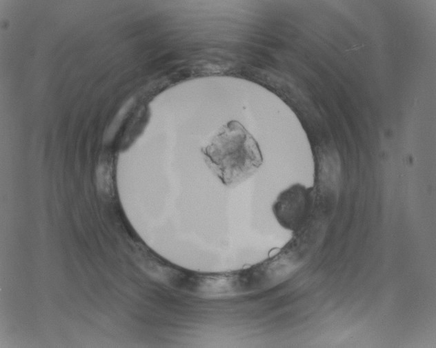 X0000076220177200611161008