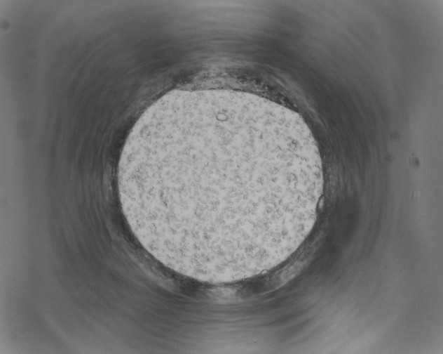 X0000076220265200611161006