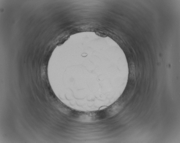 X0000076220278200611161007