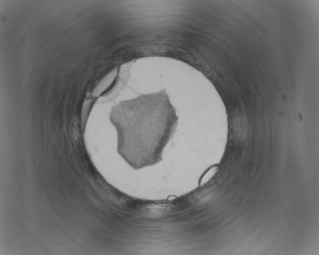 X0000076220323200611161005