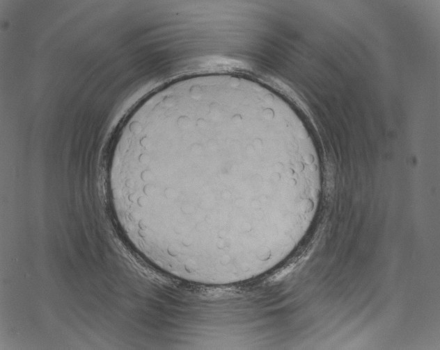 X0000076220835200611160957