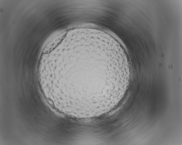 X0000076221053200611160954