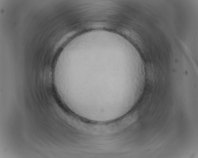 X0000076230016200610122126