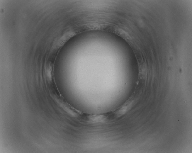 X0000076230334200610122121