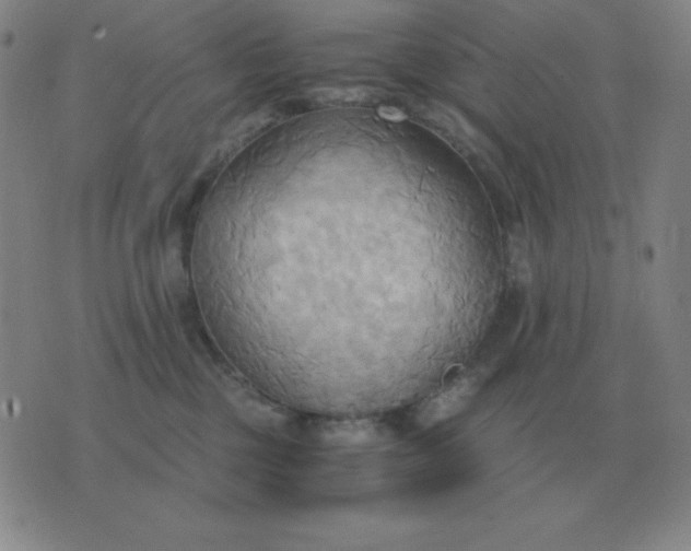 X0000076230377200610122121