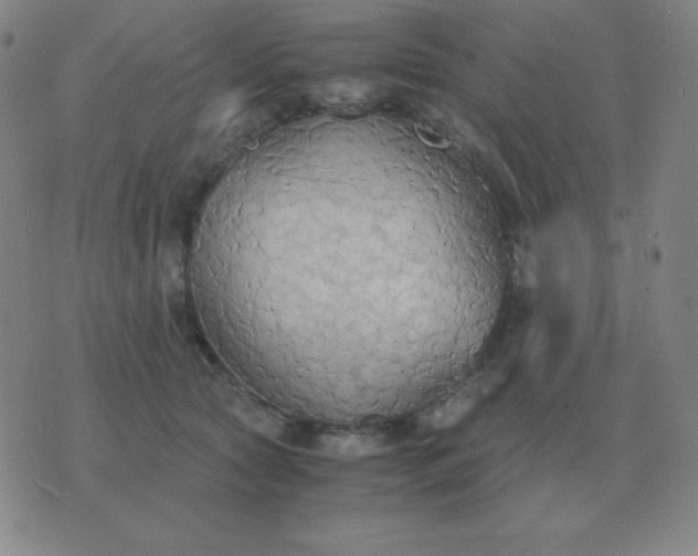 X0000076230561200610122117