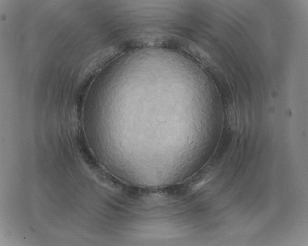 X0000076230594200610122117