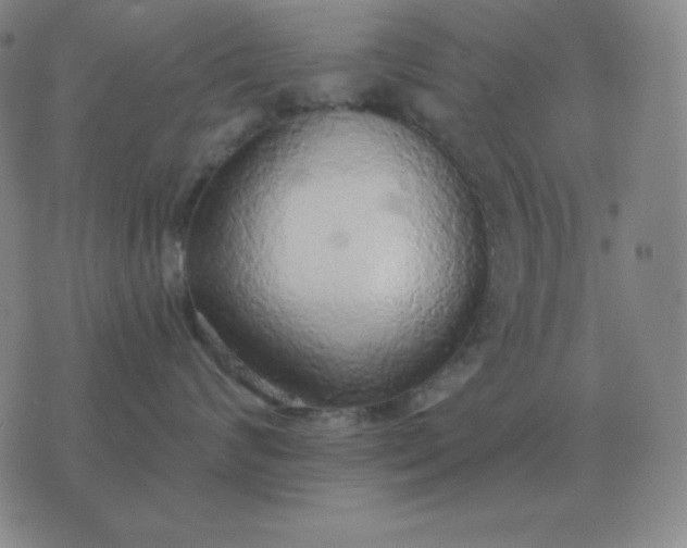X0000076230624200610122116
