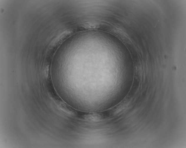 X0000076230652200610122116