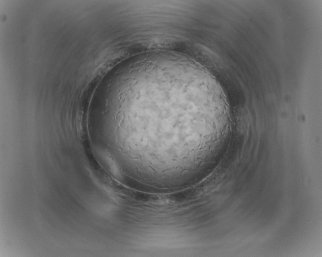 X0000076230695200610122115