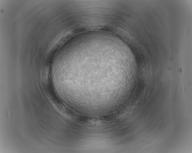 X0000076230742200610122114