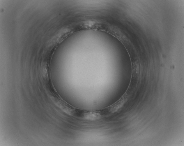 X0000076230754200610122114