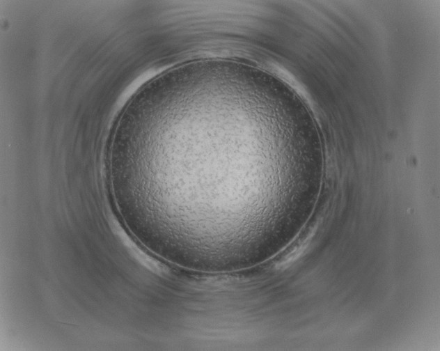 X0000076230803200610122113