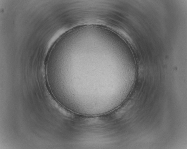 X0000076230990200610122110