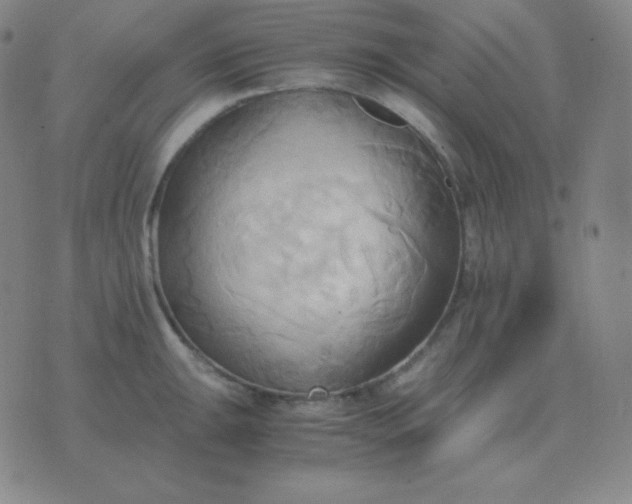 X0000076231047200610122110