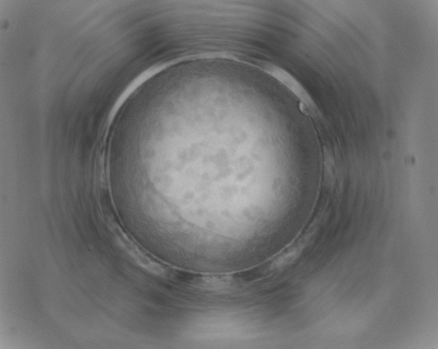 X0000076231052200610122110
