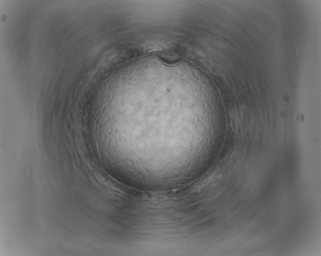 X0000076231393200610122103