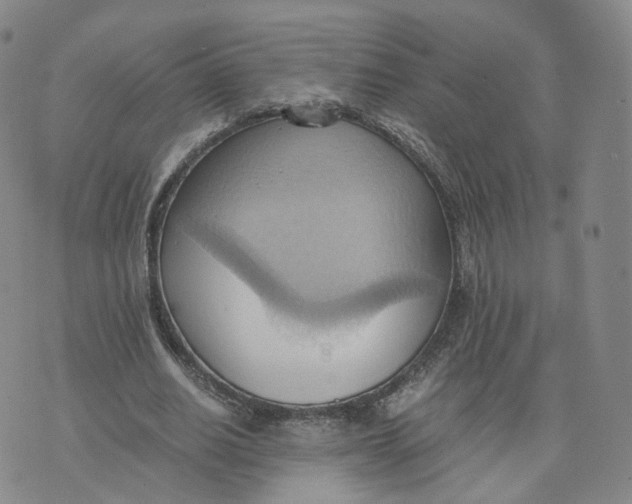 X0000076230630200610191559