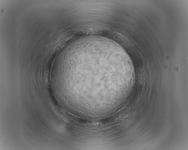 X0000076230695200610191558