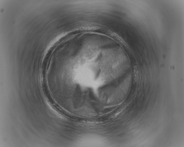 X0000076230726200610191557