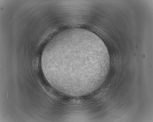 X0000076230742200610191557