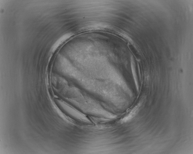 X0000076231034200610191553